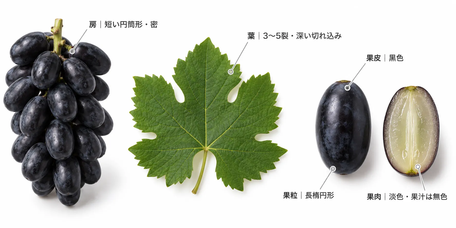 アラダストゥリの特徴の解説図。短い円筒形で密な房、黒色の果皮、長楕円形の果粒、淡色の果肉と無色の果汁、3〜5裂で深い切れ込みの葉(イメージ)