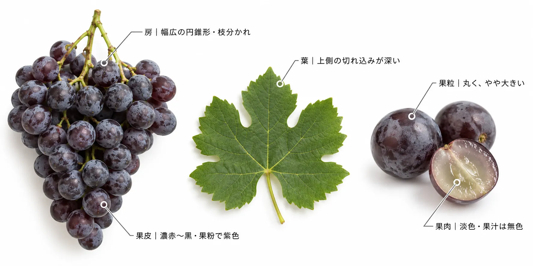ゼルシャヴィの特徴の解説図。幅広の円錐形で枝分かれした房、濃赤〜黒で果粉により紫に見える果皮、丸くやや大きい果粒、淡色の果肉と無色の果汁、上側の切れ込みが深い葉(イメージ)