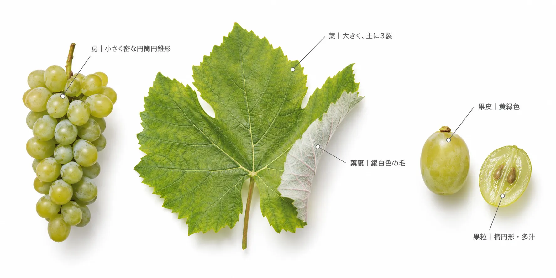 ヒフヴィの特徴の解説図。小さく密な円筒円錐形の房、大きく主に3裂の葉と銀白色の毛のある葉裏、黄緑色の果皮、楕円形で多汁な果粒(イメージ)