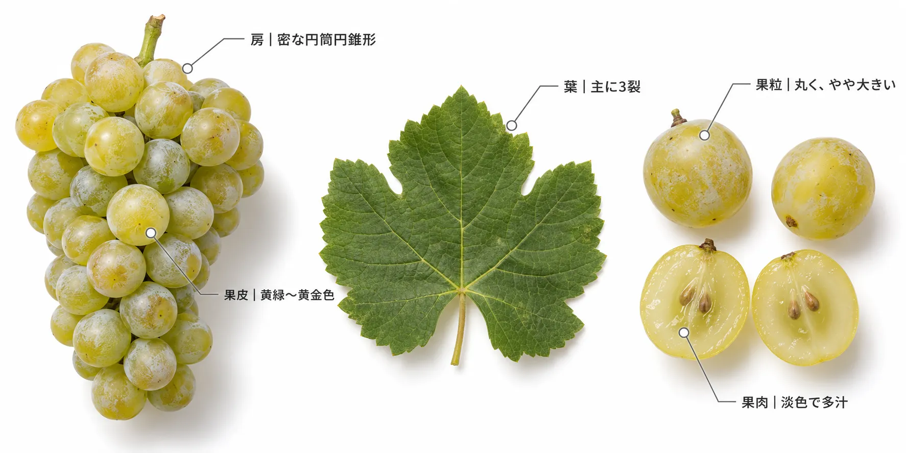 クラフナの特徴の解説図。密な円筒円錐形の房、黄緑〜黄金色の果皮、丸くやや大きい果粒、淡色で多汁な果肉、主に3裂の葉(イメージ)