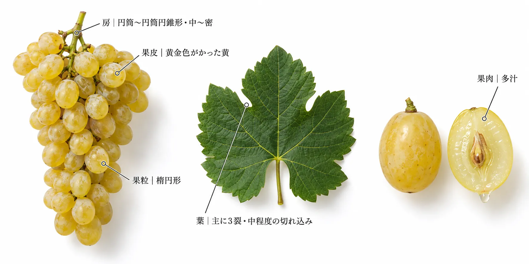 ルカツィテリの特徴の解説図。円筒〜円筒円錐形で中〜密の房、黄金色がかった黄の果皮、楕円形の果粒、多汁な果肉、主に3裂で中程度の切れ込みの葉(イメージ)