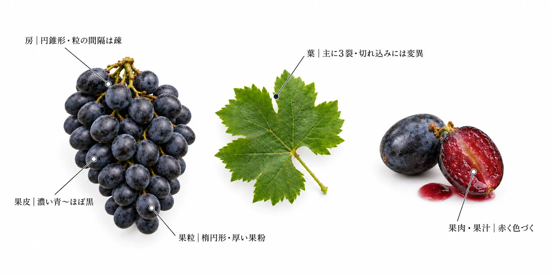 サペラヴィの特徴の解説図。円錐形で粒の間隔が疎な房、楕円形の果粒と厚い果粉、赤く色づく果肉と果汁、主に3裂の葉(イメージ)