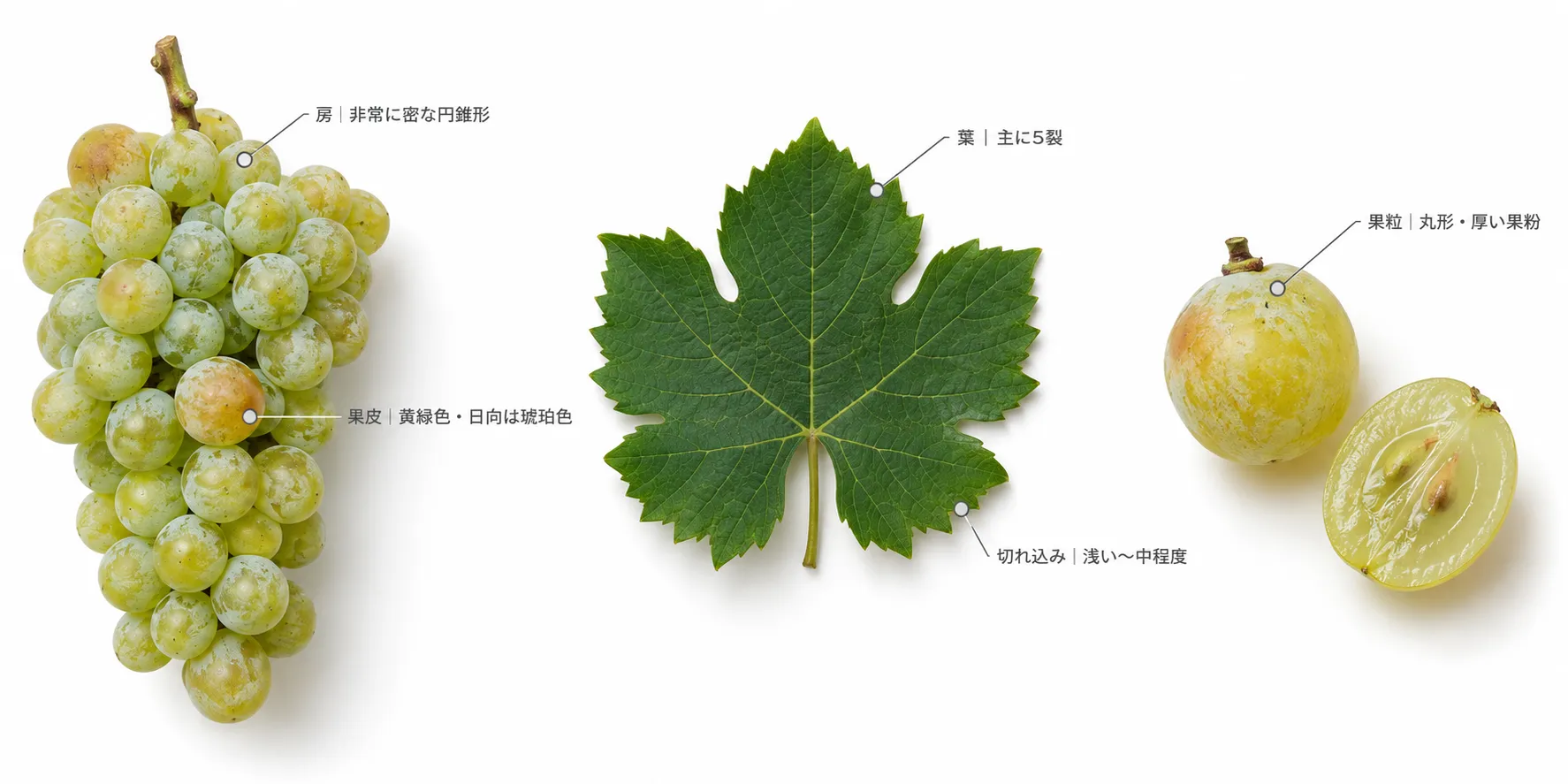 ツィツカの特徴の解説図。非常に密な円錐形の房、黄緑色で日向は琥珀色の果皮、丸形で厚い果粉をまとった果粒、主に5裂で浅い〜中程度の切れ込みの葉(イメージ)