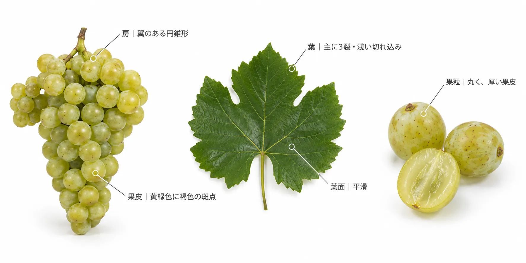 ツォリコウリの特徴の解説図。翼のある円錐形の房、黄緑色に褐色の斑点がある果皮、丸く厚い果皮の果粒、主に3裂で浅い切れ込みの平滑な葉(イメージ)